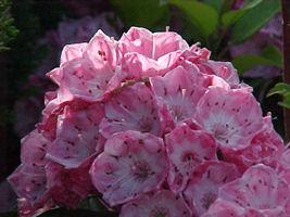 Kalmia latifolia 'Pink Surprise'