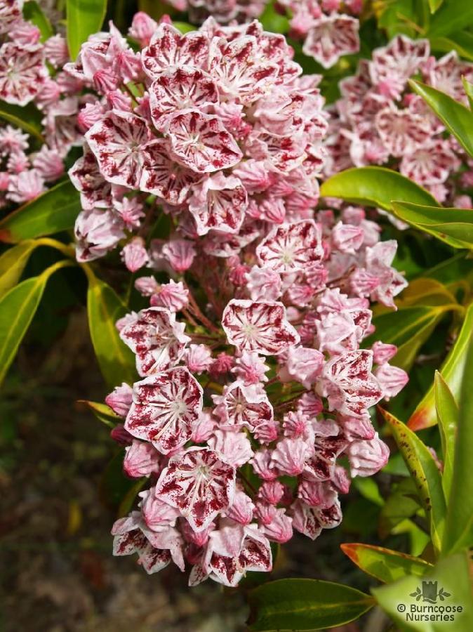 Kalmia latifolia 'Carousel'