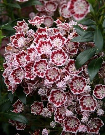 Kalmia latifolia Freckles