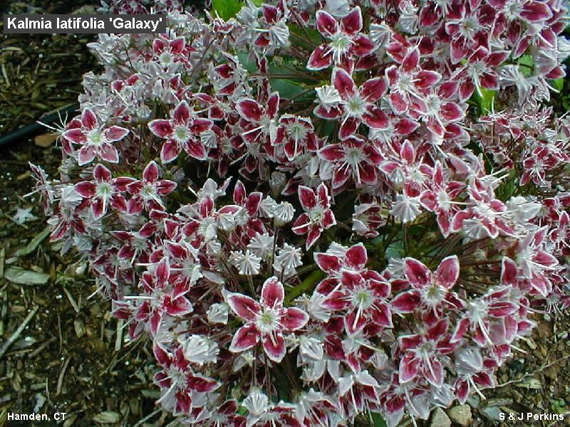 Kalmia latifolia Galaxy