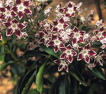 Kalmia latifolia 'Goodrich'