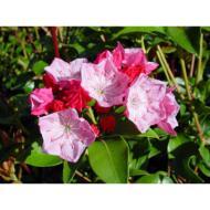 Kalmia Latifolia Hearts Of Fire