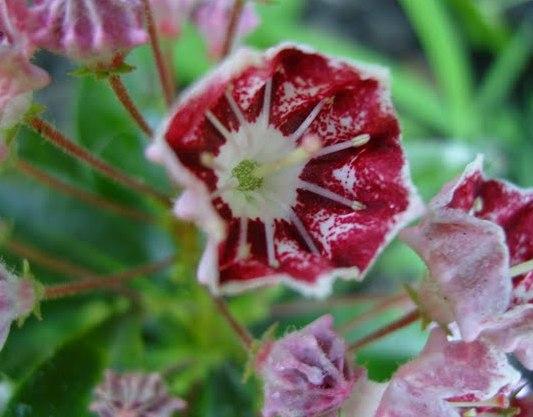 Kalmia latifolia 'Minuet'