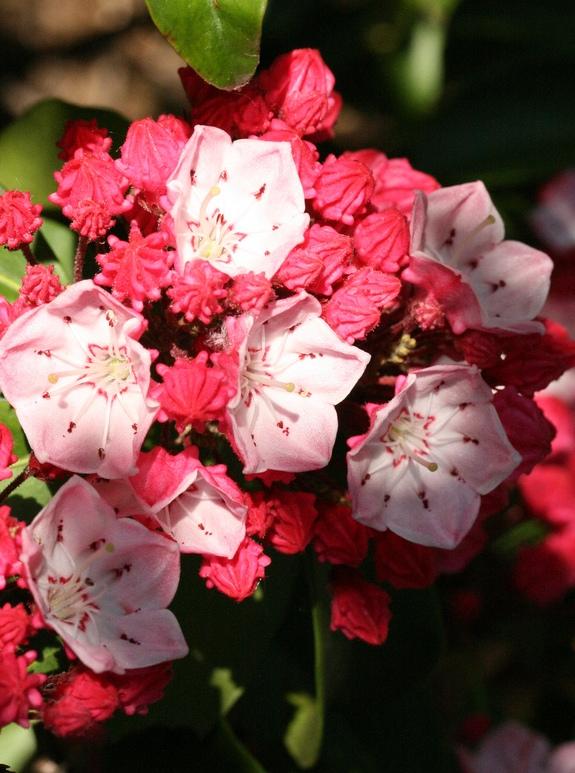 Kalmia latifolia 'Nathan Hale'
