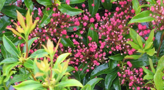 Kalmia latifolia 'Nipmuck'