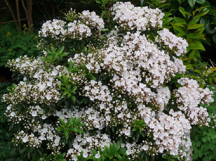 Kalmia latifolia 'Olympic Fire'