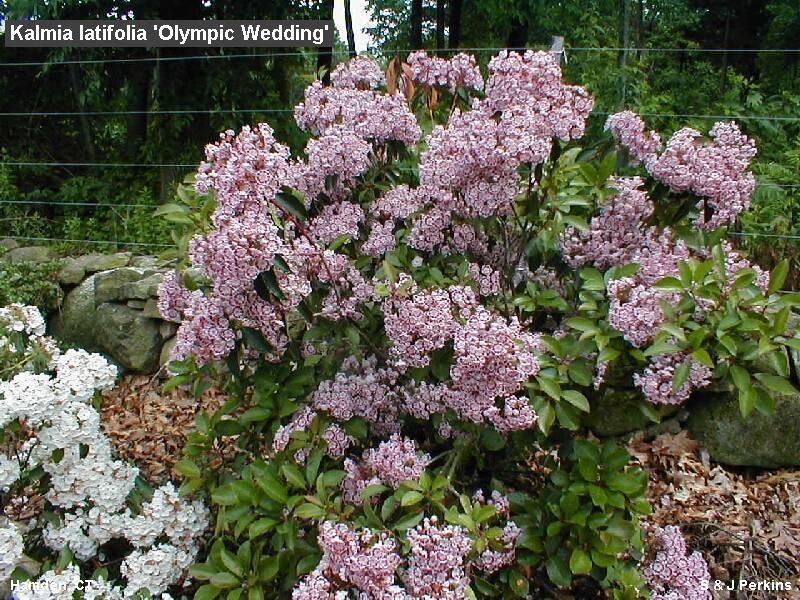 Kalmia latifolia Olympic Wedding