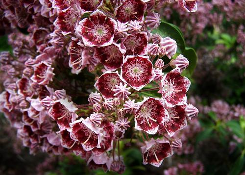 Kalmia latifolia 'Peppermint'