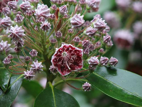 Kalmia latifolia 'Pinwheel'