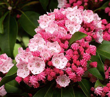 Kalmia latifolia 'Sarah'
