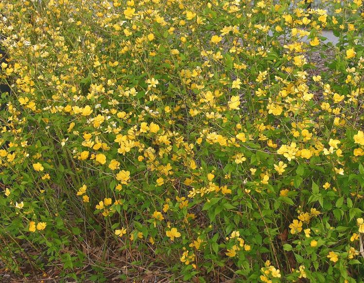 Kerria japonica 'Golden Guinea'