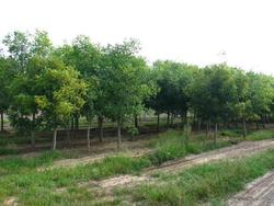 Koelreuteria paniculata — photo 1