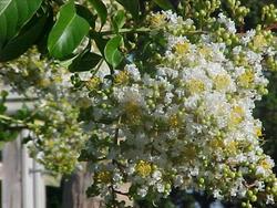 Lagerstroemia 'Acoma' — photo 1