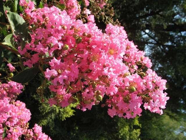 Lagerstroemia 'Hopi' — photo 1