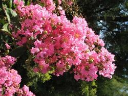 Lagerstroemia 'Hopi' — photo 1
