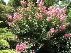 Lagerstroemia 'Hopi' — photo 2