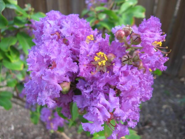 Lagerstroemia indica 'Catawba' — photo 1