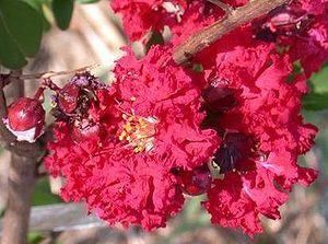 Lagerstroemia indica 'Dynamite' — photo 1