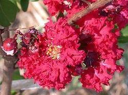 Lagerstroemia indica 'Dynamite' — photo 1