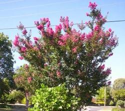 Lagerstroemia indica 'Dynamite' — photo 2
