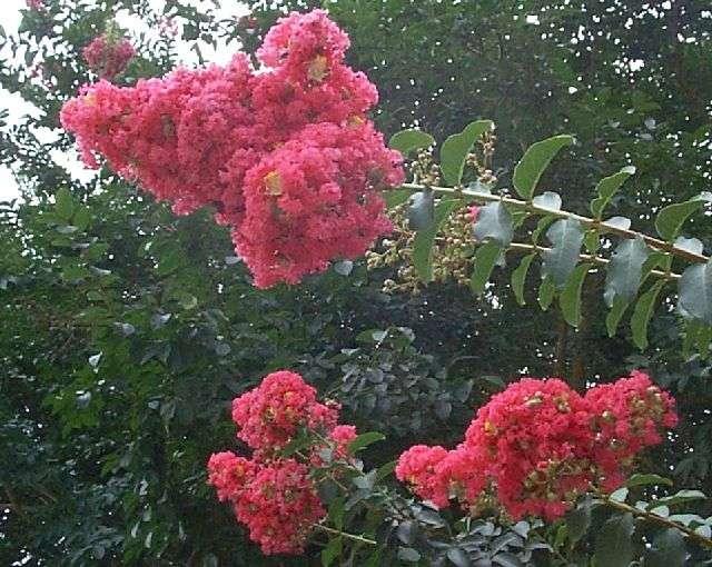 Lagerstroemia indica Tuscarora — photo 1
