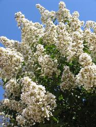 Lagerstroemia 'Natchez' — photo 1