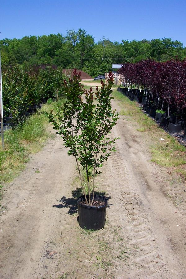 Lagerstroemia indica 'Whit III'(PINK VELOUR) — photo 1