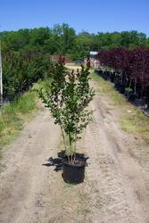 Lagerstroemia indica 'Whit III'(PINK VELOUR) — photo 1