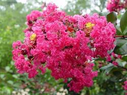 Lagerstroemia indica 'Whit III'(PINK VELOUR) — photo 2