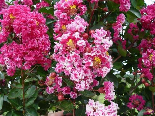 Lagerstroemia indica 'Whit I' RASPBERRY SUNDAE
