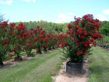 Lagerstroemia indica Red Rocket — photo 1