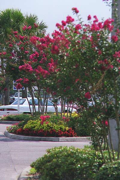 Lagerstroemia 'Tonto' — photo 1