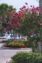 Lagerstroemia 'Tonto' — photo 1