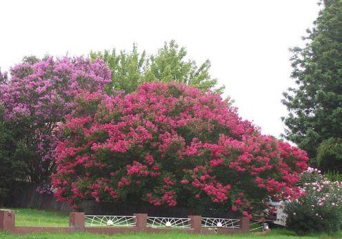 Lagerstroemia indica 'Centennial Spirit' — photo 1