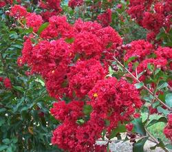 Lagerstroemia indica 'Centennial Spirit' — photo 2