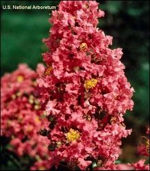 Lagerstroemia x Miami — photo 1