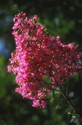Lagerstroemia x Miami — photo 2