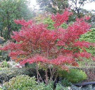 Lagerstroemia x Tuskegee — photo 1