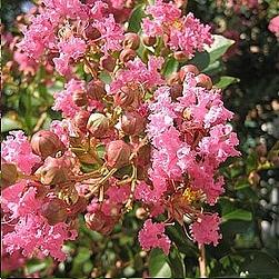 Lagerstroemia 'Zuni' — photo 1