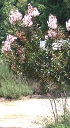 Lagerstroemia indica 'White — photo 1