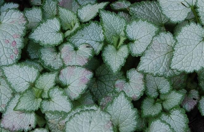 Lamium maculatum 'Orchid Frost' — photo 1