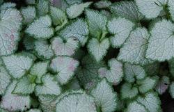 Lamium maculatum 'Orchid Frost' — photo 1