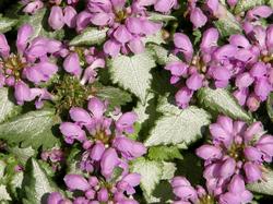 Lamium maculatum 'Orchid Frost' — photo 2