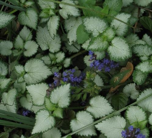 Lamium maculatum 'Purple Dragon' — photo 1