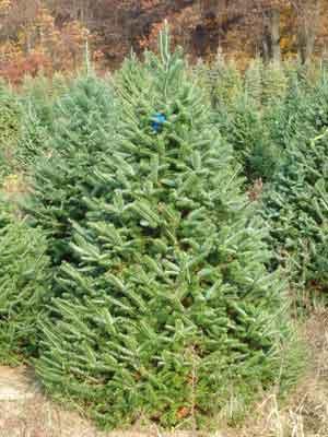 Abies balsamea 'Phanerolepis'
