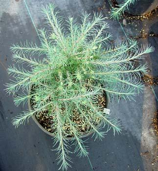 Larix laricina 'Newport Beauty' — photo 1