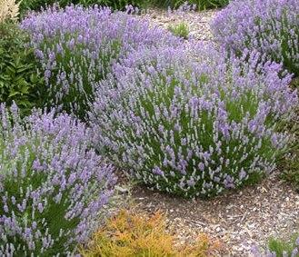 Lavandula angustifolia 'Blue Cushion' — photo 1