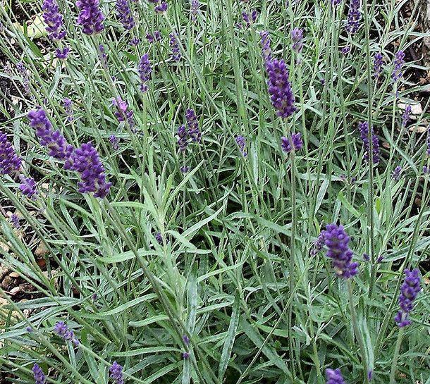 Lavandula angustifolia Hidcote Blue — photo 1