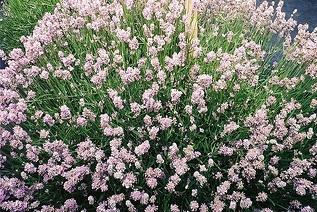 Lavandula angustifolia Hidcote Pink — photo 1