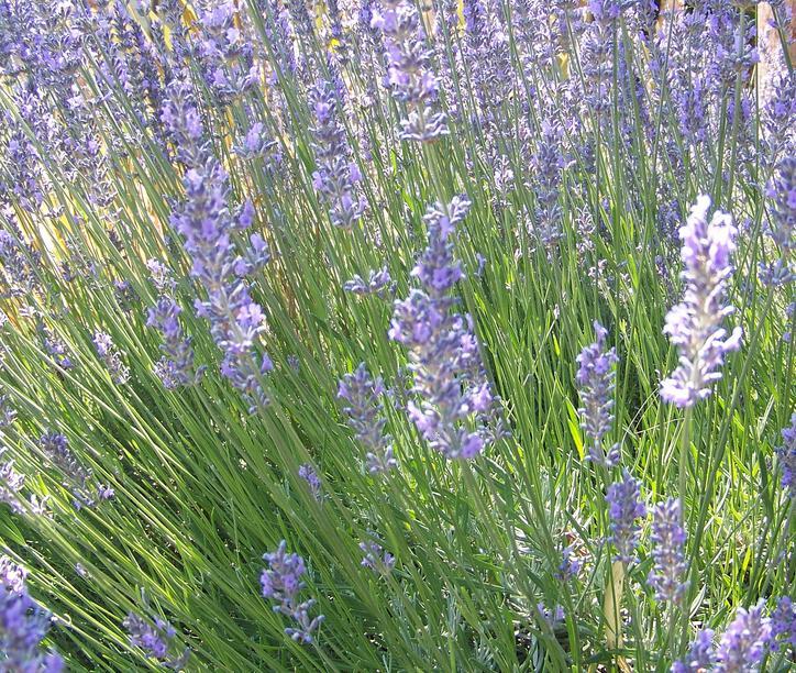 Lavandula angustifolia 'Munstead' — photo 1
